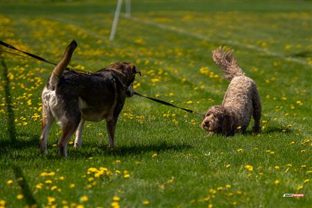 Rugby QC 2023 (W) - TMR RFC (61) vs (0) BRFC