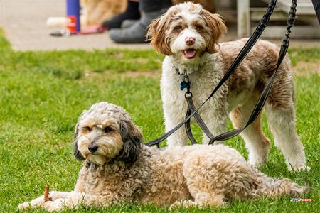 RUGBY QC 2023 (W2) - Beaconsfield RFC (5) VS (34) SABRFC