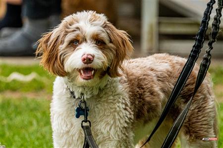 RUGBY QC 2023 (W2) - Beaconsfield RFC (5) VS (34) SABRFC