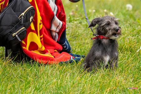 RSEQ - 2023 RUGBY F - Dawson (0) vs (30) John Abbott